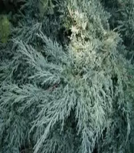 Можжевельник средний Хетци   Juniperus media Hetzii